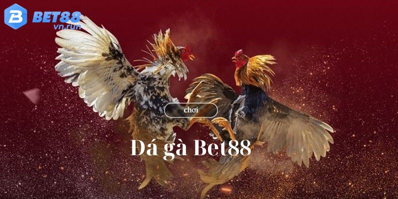 Giới thiệu sảnh Đá gà Bet88 