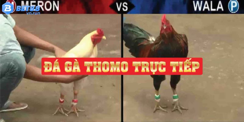 Đá Gà Thomo - Trường Đá Gà Đẳng Cấp Hàng Đầu Châu Lục