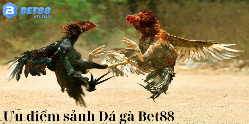 Ưu điểm của sảnh game Đá gà Bet88 là gì? 