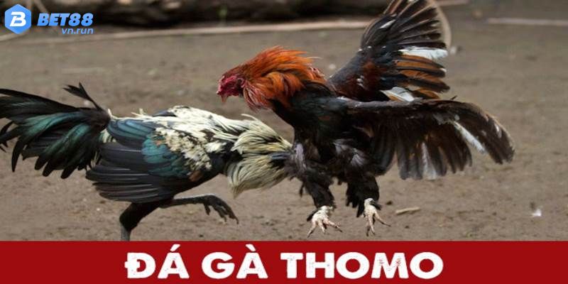 Những điểm mạnh vượt bậc mà hình thức đá gà chọi Thomo mang đến